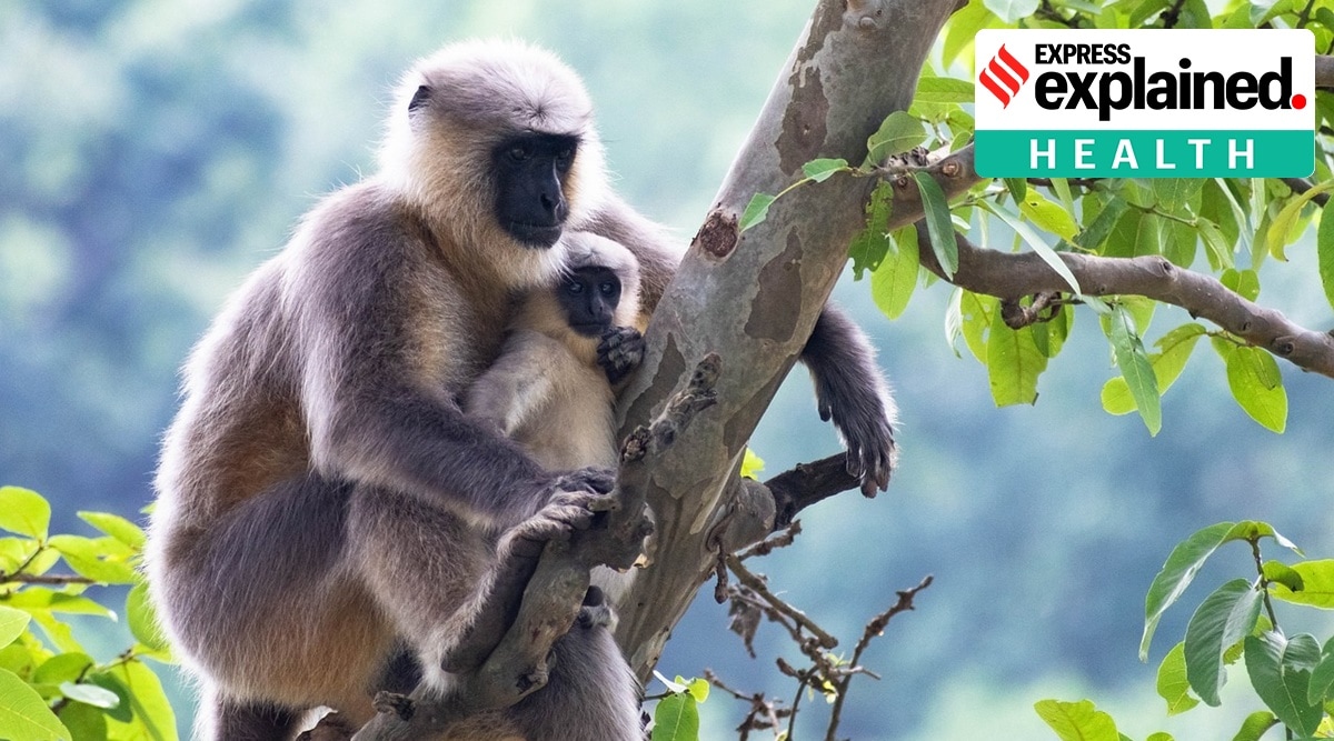 The virus, initially isolated in 1932, is an alphaherpesvirus enzootic in macaques of the genus Macaca. (Photo: Pixabay)