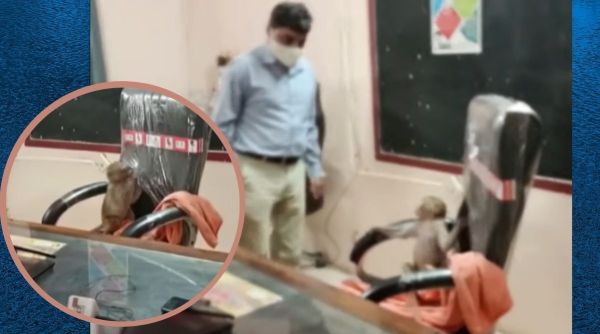 monkey sitting Madhya Pradesh Gwalior principal's chair viral video, monkey viral videos, monkey trending, monkey indian express, indian express news