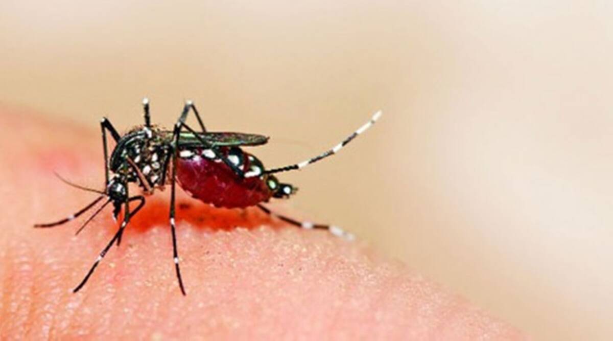 Maharashtra Reports First Case Of Zika Virus Infection In 50 Year Old 7362