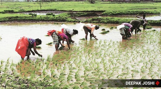 As June rainfall over the state was fairly good, with surplus of 31 per cent and many areas recording above normal rain, the only hope now is that the soil is able to retain its moisture till fresh spells of rain arrive later next week. (Express file photo by Deepak Joshi)
