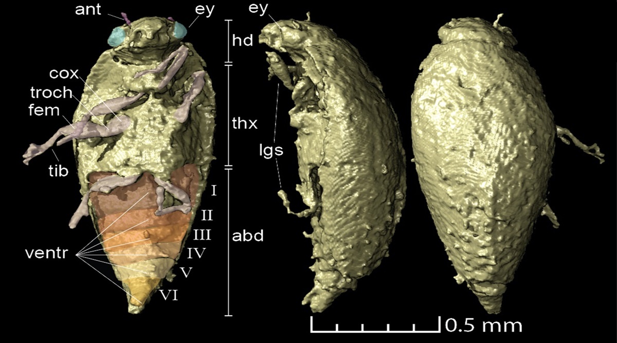 Nowe gatunki chrząszczy odkryte w skamieniałej kupie przodka dinozaura