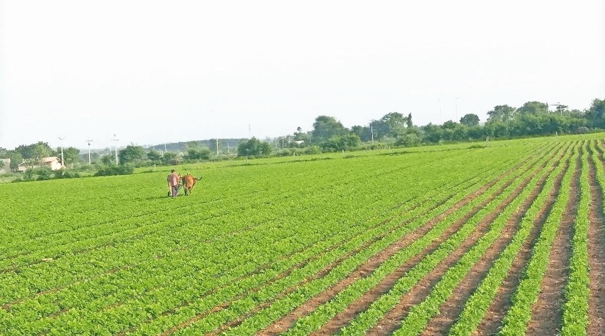 A farmer in his groundnut field in Atkot village of Rajkot. (Express photo)