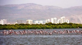 Mangrove cell tables proposal to name flamingo sanctuary in Thane creek as ‘Ramsar site’