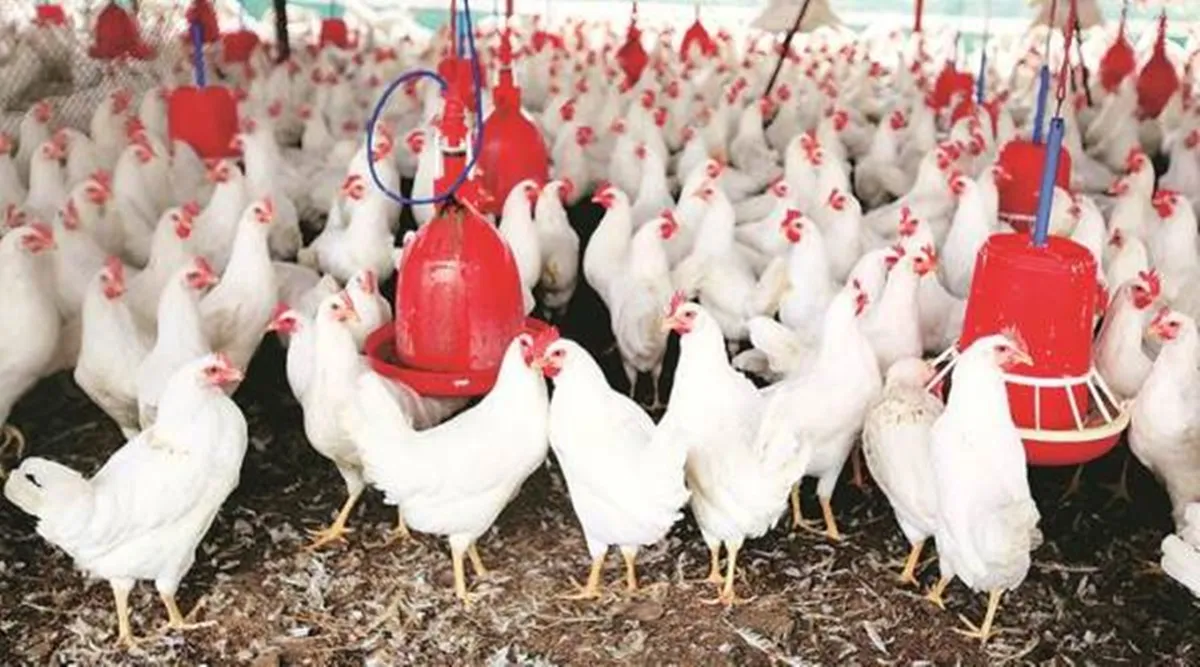 poultry farm in india business plan