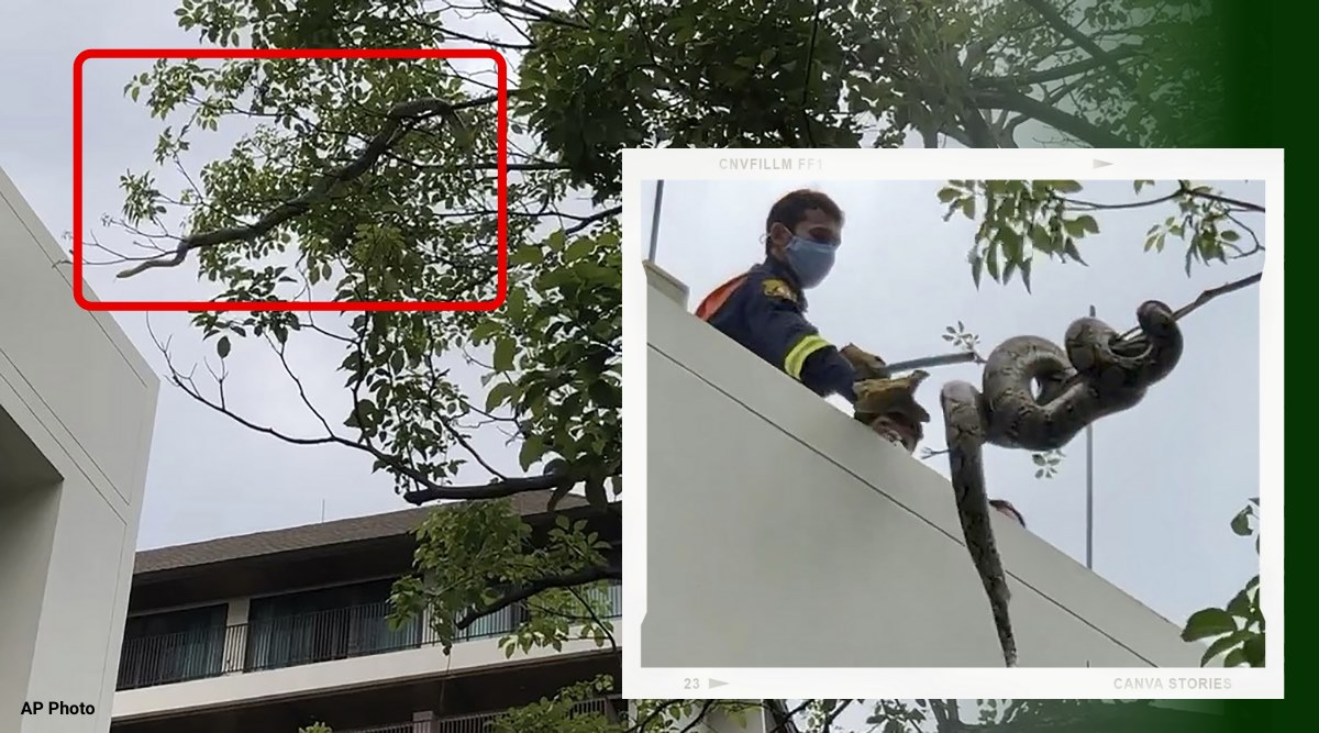 python, python on tree, bangkok python on tree, bangkok park python rescue, big snake urban spaces, viral videos, indian express