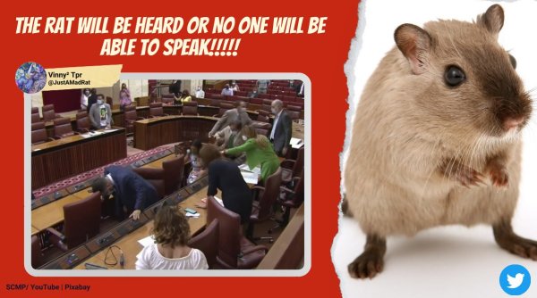 rat in parliament, rat interrupts parliament, Andalusia parliament rat, lawmakers spain parliament rat, viral videos, funny videos, indian express