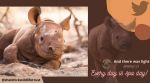 Orphaned black rhino Apollo viral video, Kenya, Sheldrick Wildlife Trust, black rhino mud bath, black rhino bottled milk, black rhino viral video, Trending news, viral news, Indian Express news