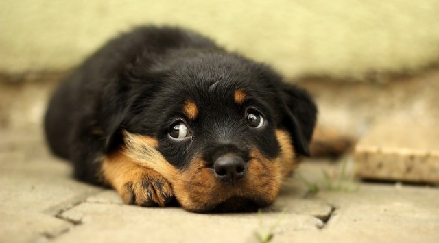 Dogs, Dog training