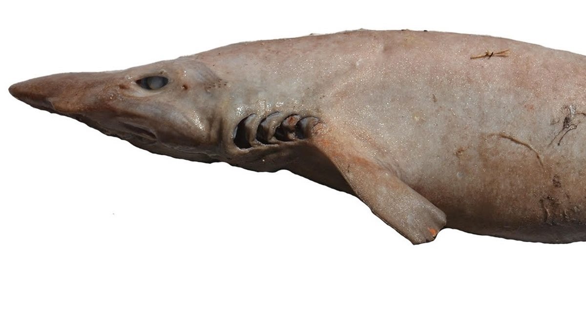 New ‘weird looking’ shark species from Indian Ocean discovered