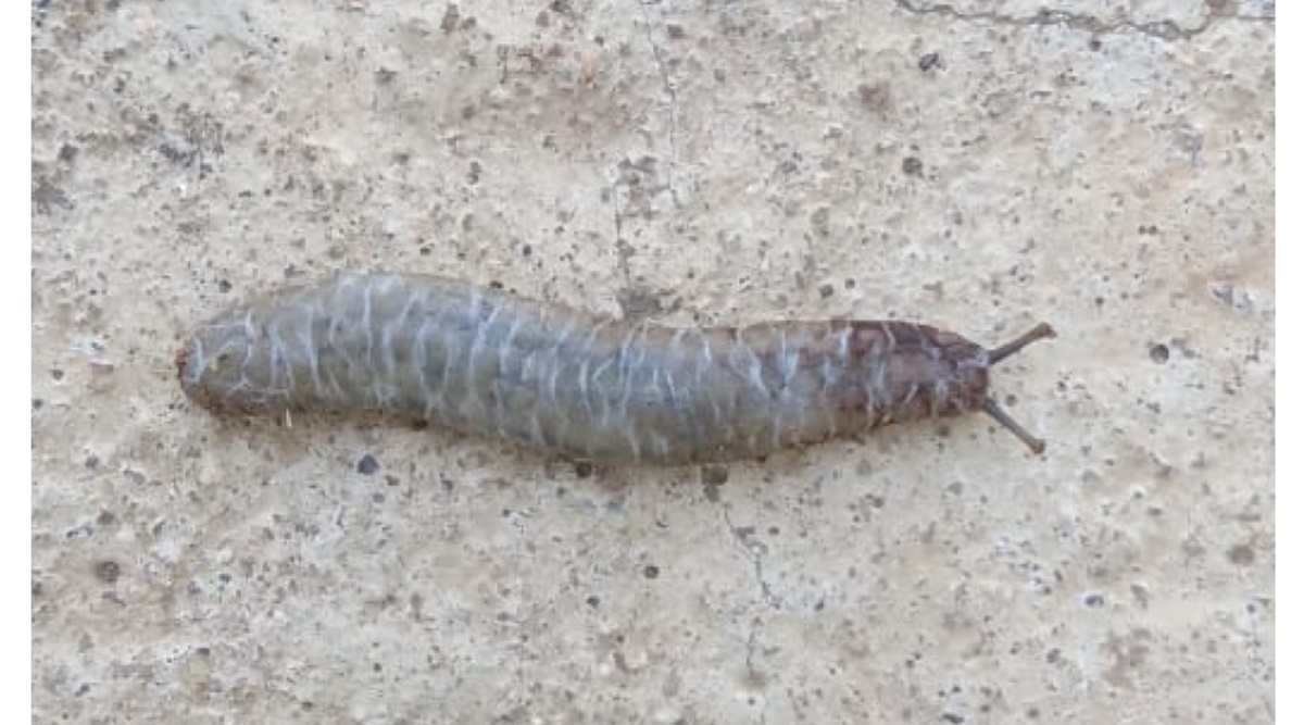 Meet the caterpillar slug, a potential future invader to India ...