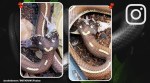 two headed snake eating mice, two headed snake viral video, two headed snake twitter reactions, two headed snake, indian express, indian express news