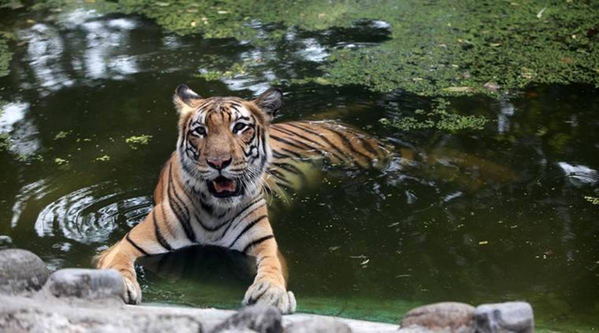 “This newly proposed tiger reserve in Bundi district will connect the Ranthambore Tiger Reserve in Sawai Madhopur district with the Mukundra Hills Tiger Reserve in Kota district,” said Mohan Lal Meena, Principal Chief Conservator of Forest and Chief Wildlife Warden, Rajasthan.
