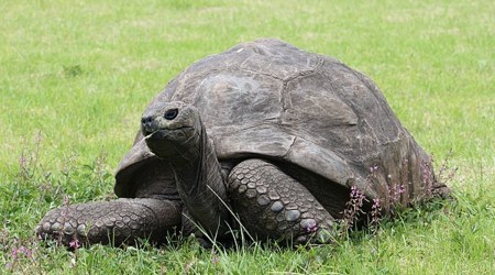 tortoise demanded as dowry, dowry cases maharashtra
