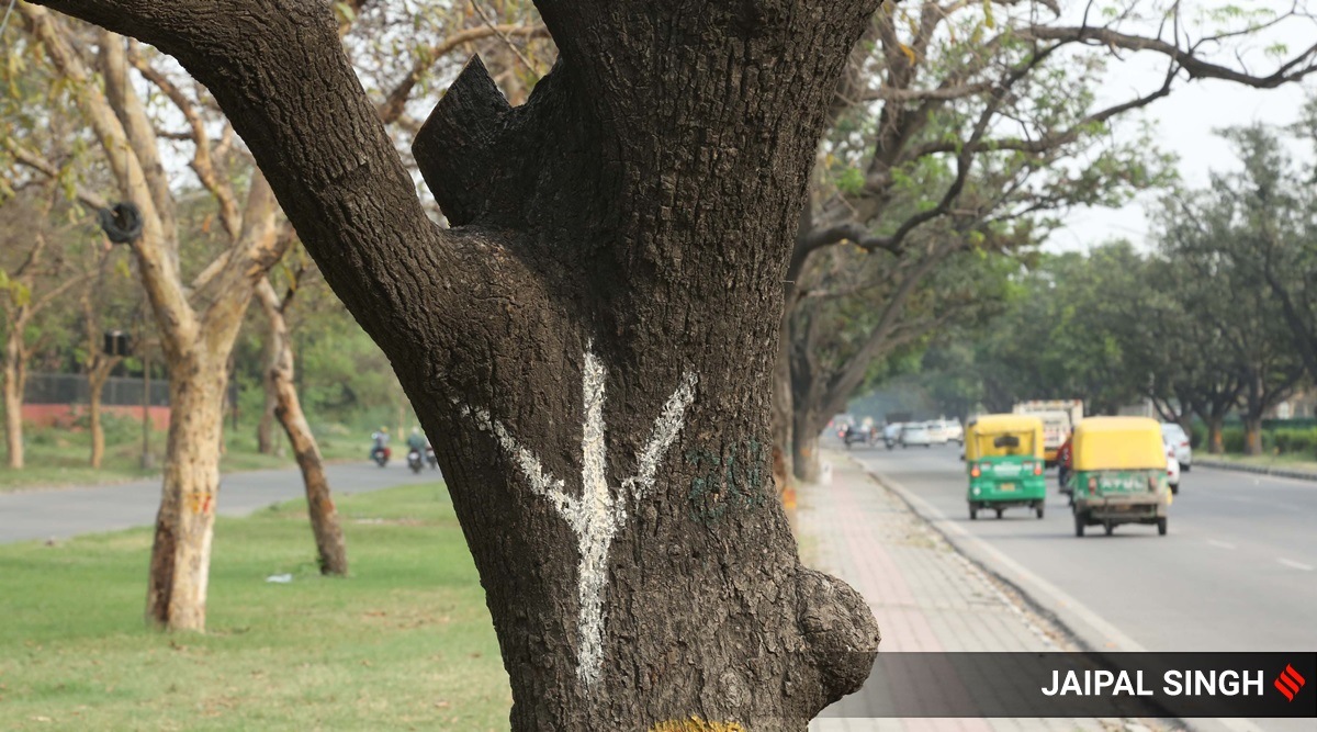 Several cities are losing their green cover to unplanned urbanisation. (Express Photo: Jaipal Singh, Representational)