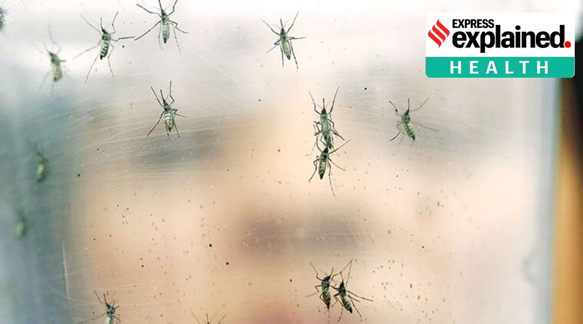 zika virus, zika virus cases, zika virus in kerala, kerala zika virus, kerala zika virus news, zika virus treatment