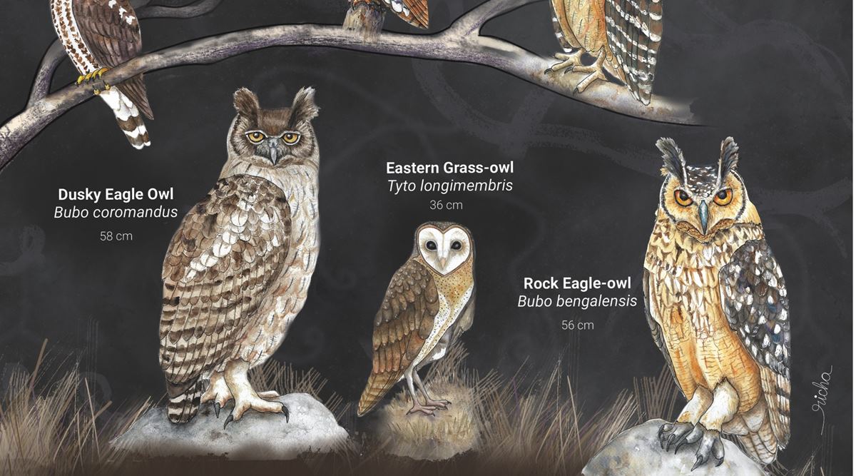 16 owl species commonly trafficked in country: WWF India ...