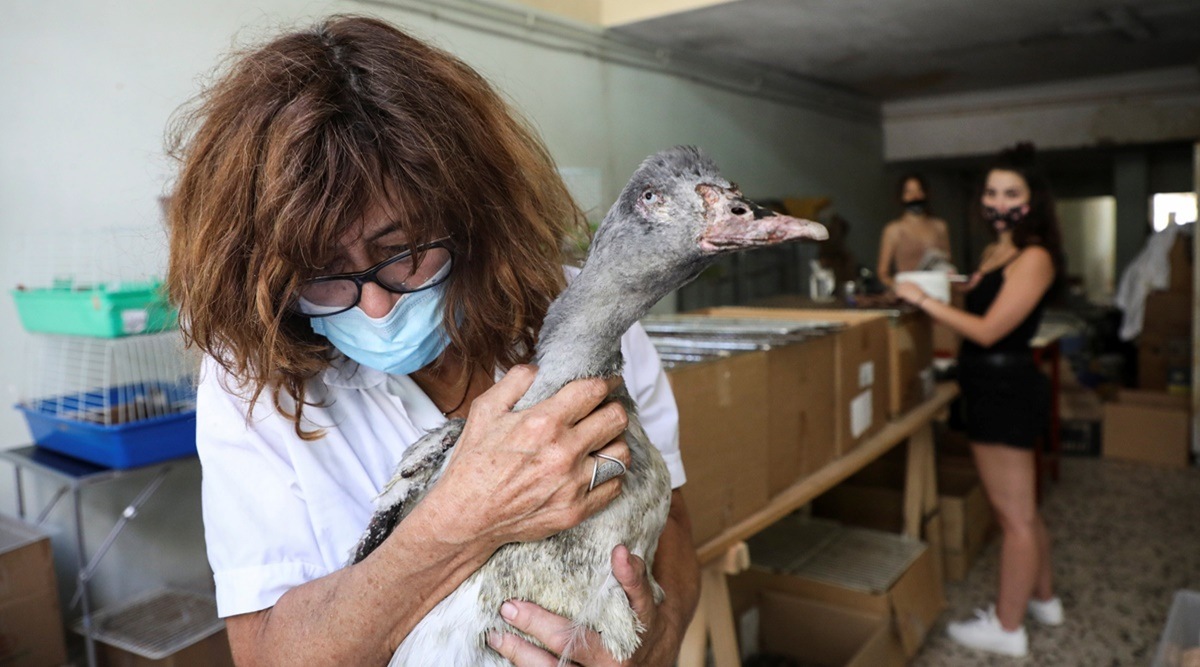 Hellenic Wildlife Care Association ANIMA president Maria Ganoti holds an injured goose following a wildfire north of Athens, at ANIMA's first aid centre, in Athens, Greece, August 8, 2021. (Reuters)