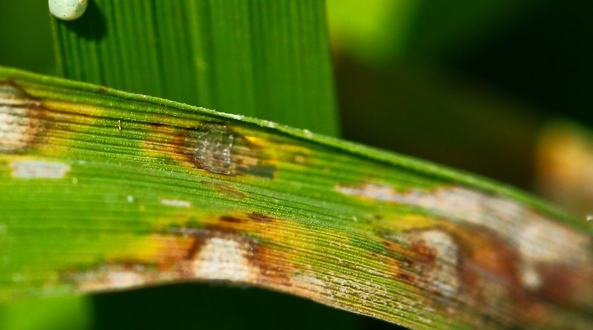 Brace for new crop diseases steered by climate change, says study