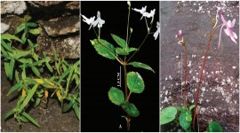 new plant species