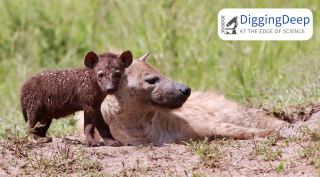Hyena mother