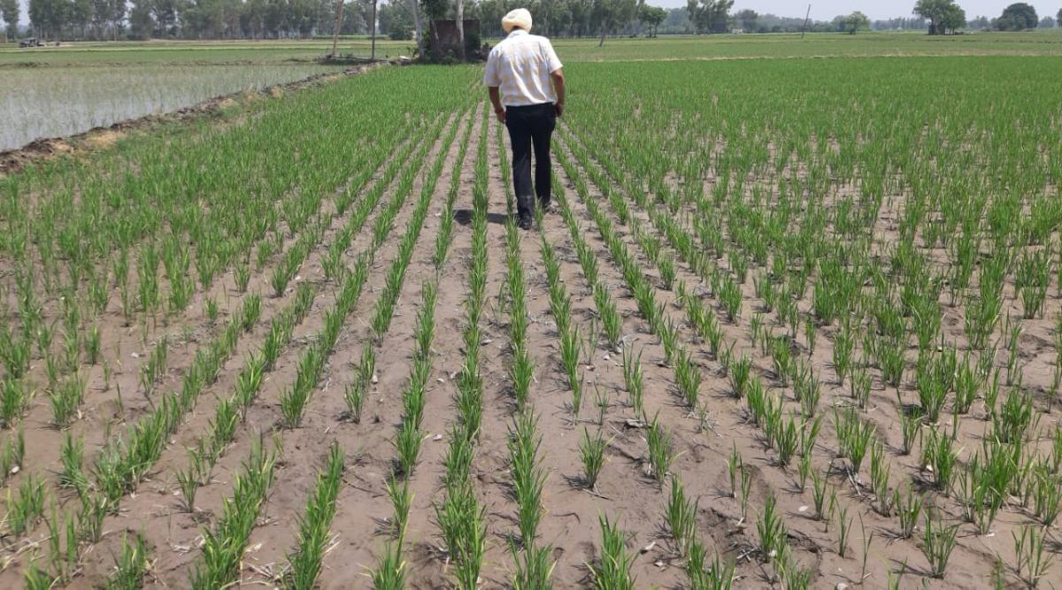 Punjab brings 5.62 lakh hectares under DSR — its highest ever ...