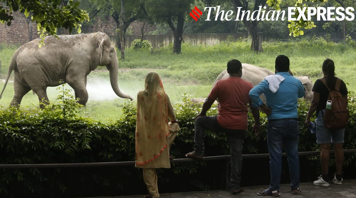Delhi Zoo welcomes visitors after three months; take a look at these