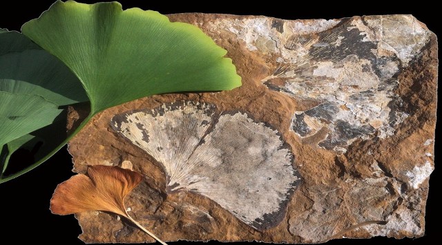 fossil leaves