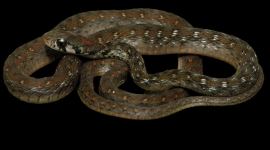 New snake Assam