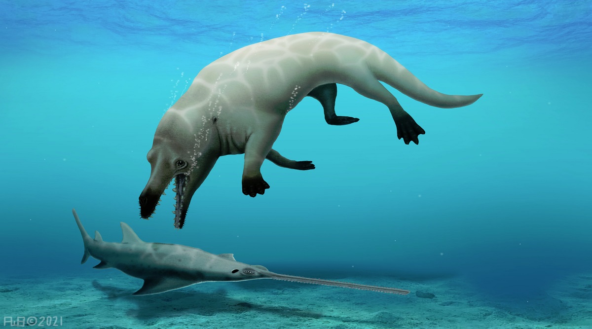 Fossil of previously unknown four-legged whale found in Egypt