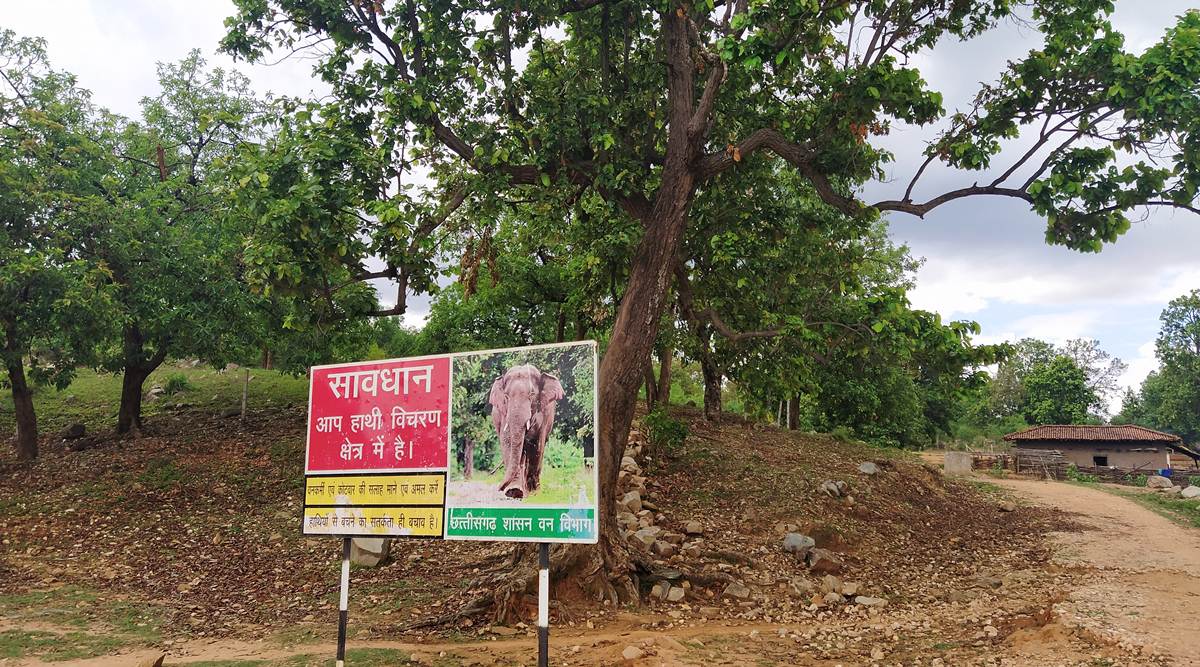 Chhattisgarh to set aside paddy for wild elephants to stop them