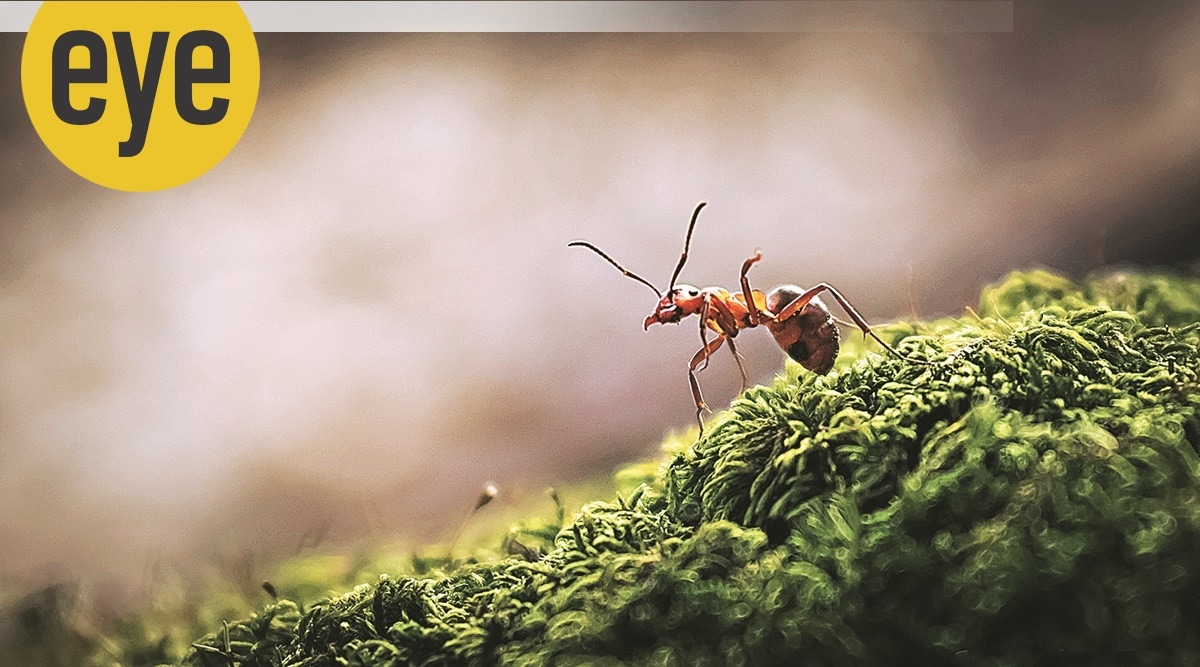 100 Ant Wallpapers  Wallpaperscom