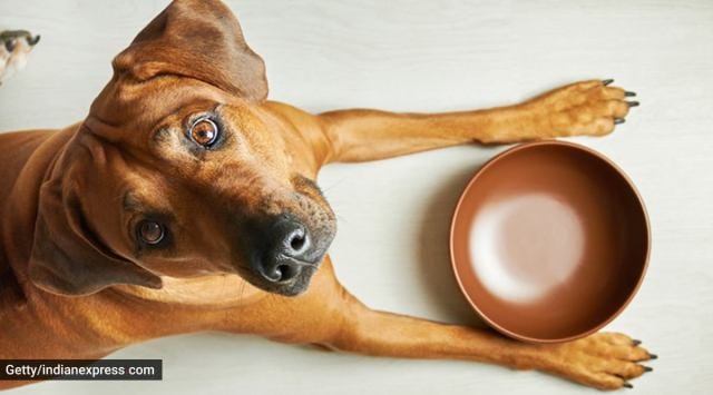 pet dogs, taking care of pet dogs, how to boost dog's immunity, meals for dogs, diet for dogs, exercises for dogs, boosting pet dog's immunity, indian express news