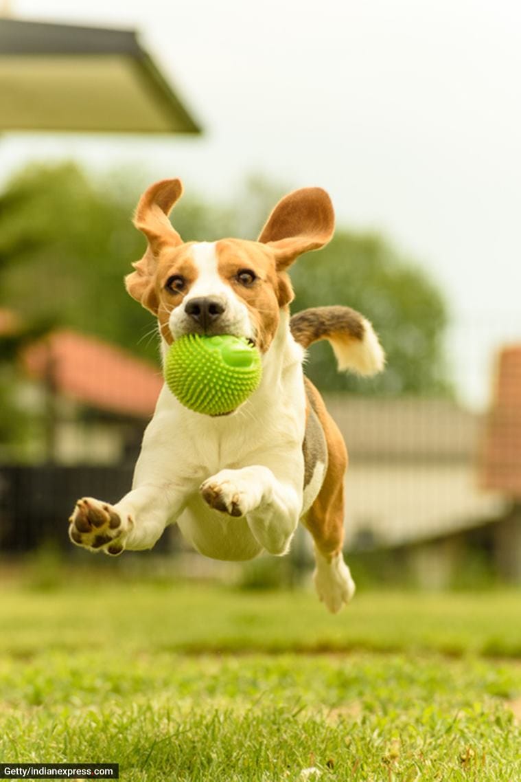 perros de compañía, cuidado de perros de compañía, cómo aumentar la inmunidad del perro, comidas para perros, dieta para perros, ejercicios para perros, aumentar la inmunidad de los perros, Indian Express News