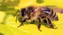 honey bee decline