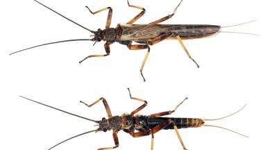 insect wingless
