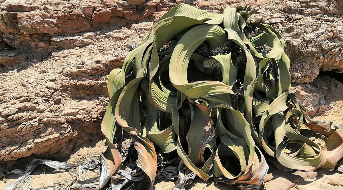 Welwitschia plant