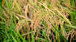 Mature Rice