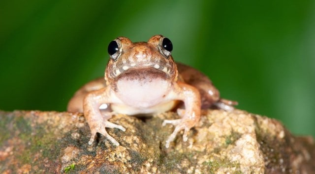 The new frog species, Minervarya Pentali, was discovered from the Western Ghats biodiversity hotspot, extending along the southwest coast of the Indian Peninsula.
