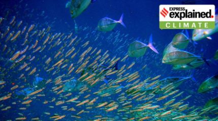 What will happen to fish as oceans warm?