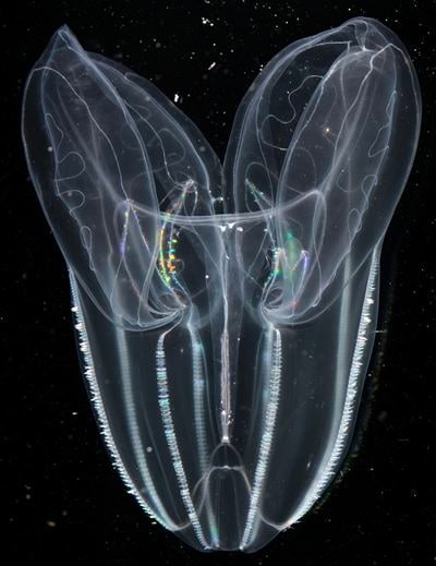 Taking the pulse of the ocean’s comb jellies | Technology News - The ...