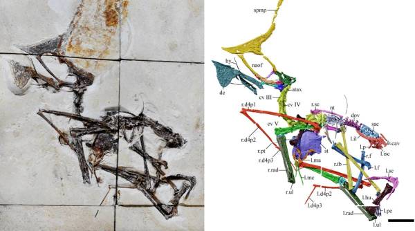pterosaur fossil