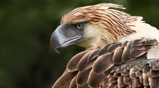 Philippine Eagle