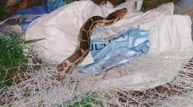 Six Foot Long Python Found Entangled In Cricket Net At Sports Club In Gurgaon India News The Indian Express