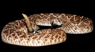 A Western diamondback rattlesnake. (Tobias Kohl via The New York Times)