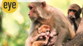 animals, animal kingdom, cute animals, animals and cuteness, eye 2021, sunday eye, indian express, indian express news