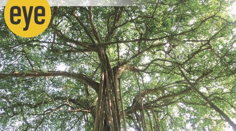 tree