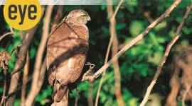 sunday eye, eye 2021, ranjit lal