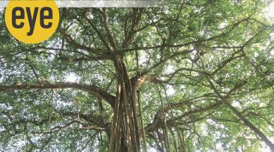 tree