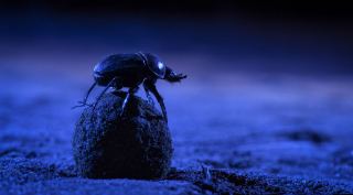 Dung beetle