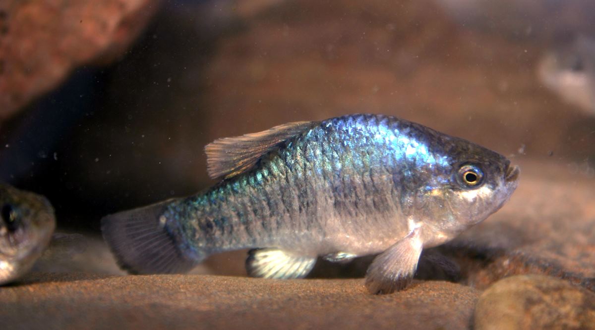 A photo provided by the California Department of Fish and Wildlife shows a male Owens pupfish. For the last 50 years, the species has flickered on the edge of extinction. (Joe Ferreira/California Department of Fish and Wildlife via The New York Times) 